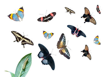 Caterpillar on the leaf, and a group of different butterflies isolated on white background
