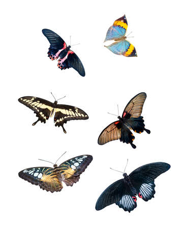 Group of several butterflies with different colors and sizes on white backgroundの写真素材