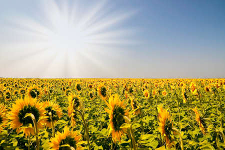 Field of sunflowers on a background of the blue sky
