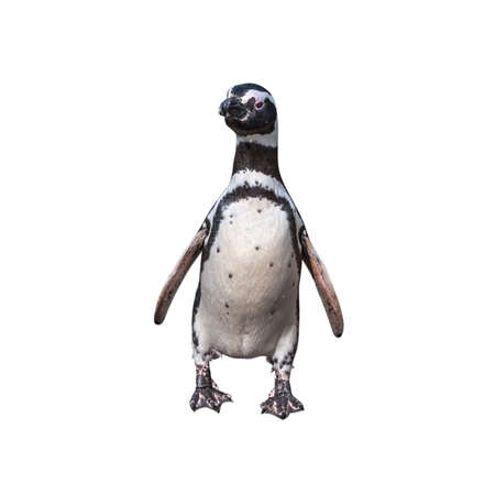 Magellanic penguin isolated on white background, clipping path embedded の写真素材