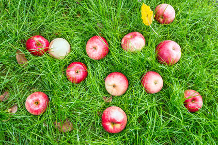 Fallen red apples in green grass  Autumn background の写真素材