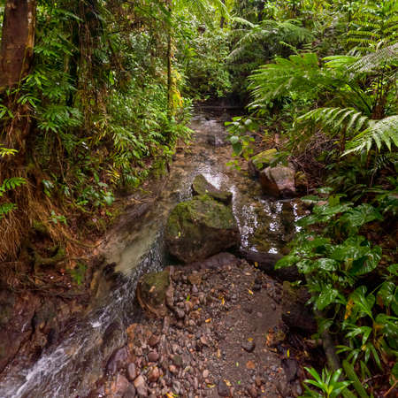 Rainforest Creek - Dominica