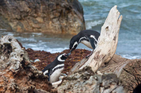 Penguin couple - a pair of Magellan Penguins rub beaksの写真素材