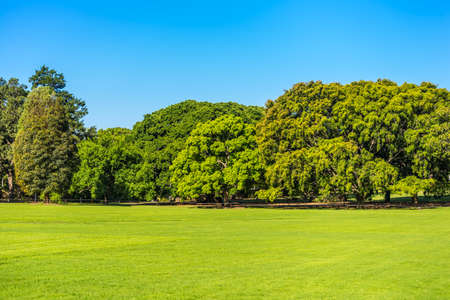 Grass Field, Large Trees, Clear Blue Sky - Sydney, Australia On A Sunny Dayの写真素材