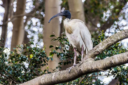 Ibis is sitting on a tree in Sydney park (Threskiornithidae Bird) in Sydney, Australia.の写真素材