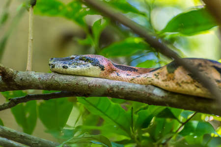 Boa constrictor on branches in a natural environment - Nosy Be Island, Madagascarの写真素材
