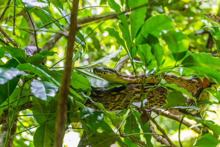 Boa on a tree in the wild - Nosy Be, Madagascarの写真素材