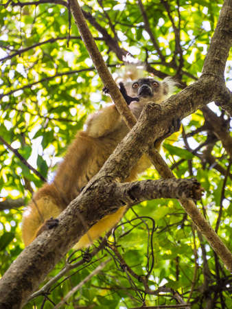 Close up wildlife portrait of lemur gaze on Lokobe Strict Nature Reserve in Nosy Be, Madagascar, Africaの写真素材