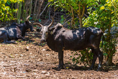 Zebu (sometimes known as humped cattle) Madagascarの写真素材