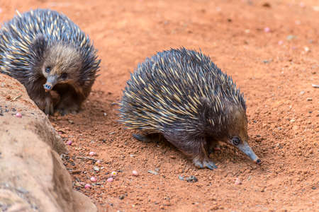 Short-beaked Echidnas in Australiaの写真素材