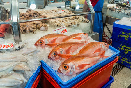 Sydney, Australia - November 11, 2014: Fresh Ruby Snapper fish and other seafood on the Famous Sydney Fish Market, Sydney, New South Wales, Australia.. 52 tonnes of seafood are selling at auction on this market every day.のeditorial素材