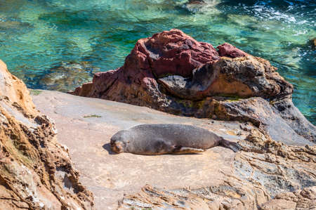 New Zealand fur seal (Arctocephalus Forsteri) at wildlife sanctuary, sunbathing on a rockの写真素材