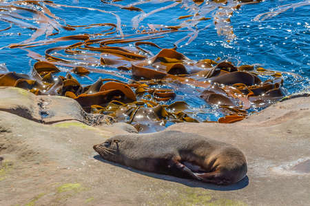 New Zealand fur seal (Arctocephalus Forsteri) at wildlife sanctuary, sunbathing on a rockの写真素材
