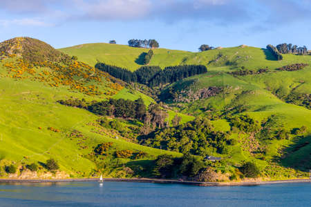 Rural Scene and Sheep Farm near Dunedin at Otago Region Southern island New Zealand