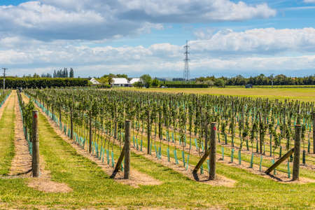 Napier, New Zealand - November 19, 2014: Seedlings of fruit trees in rows on the farm plantation near Napier North Island New Zealandのeditorial素材