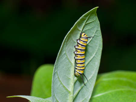A monarch caterpillar is crawling on a milkweed leaf, showing his yellow, white and black stripes.の写真素材