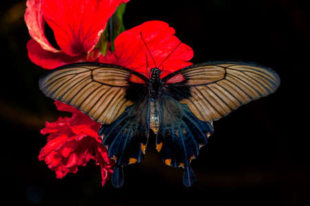 Black and brown butterfly on red flower and the dark backgroundの写真素材