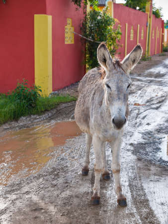 A wild donkey (Equus asinus) on the road in Bonaire, originally brought to the island by the Spaniards in the 17th century, many donkeys still roam free, while others have been moved to the Donkey Sanctuary to help prevent accidents with cars.の写真素材