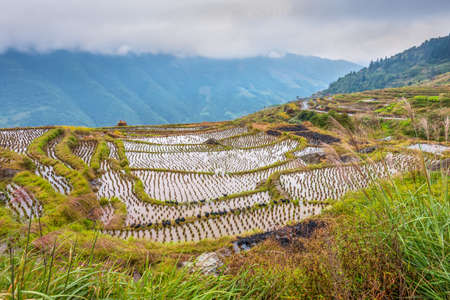 Chinese rice fields in cloudy weather. Ducks in the foreground.