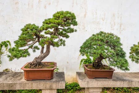 Bonsai trees in the Humble Administrator's Garden, a Chinese garden in Suzhouの写真素材