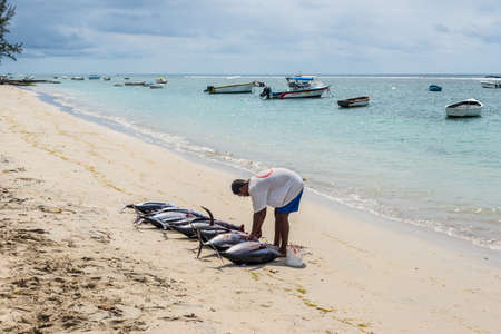 Tamarin, Mauritius - December 8, 2015: Fisherman handles nine freshly big tuna fish on the beach of Tamarin Bay in Mauritius.のeditorial素材