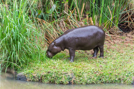 The young behemoth (Hippopotamus amphibius) on the green grass in the Casela Park, Mauritiusの写真素材