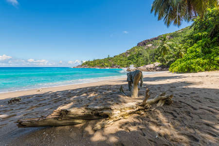 Log on the Coast, wild Anse Major beach, part of the Baie Tarney Marine National Park and is overall part of the Morne Seychellois National Park, Seychelles, Indian Ocean, East Africaの写真素材