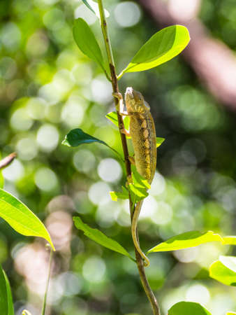 Chameleon on a branch in Madagascarの写真素材