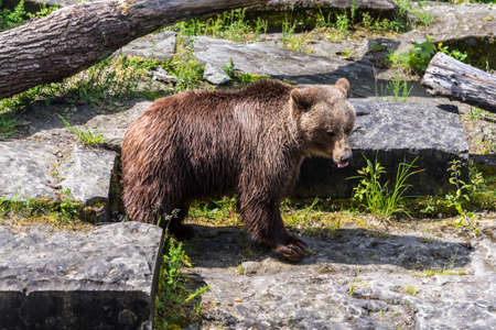 Bear in the bear pit in Bern in a beautiful summer day, Switzerland