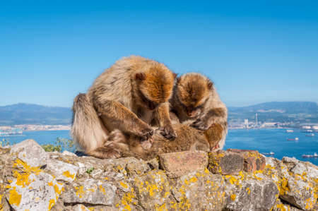 Barbary macaques on top of the Rock of Gibraltarの写真素材