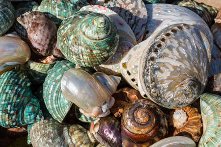 Seashell background, lots of different seashells piled togetherの写真素材