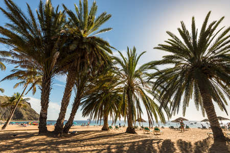 San Andres, Canary Islands, Spain - Desember 11, 2016: People rest on the famous Las Teresitas beach in the north of Tenerife, Canary Islands, Spain. Backlit palm trees in the foreground.のeditorial素材