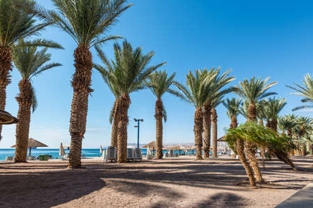 Eilat, Israel - November 7, 2017: Palm trees on the beach, located at resort town of Eilat at coast of Red Sea. This serene location is a very popular tropical getaway for Israeli and European tourists.のeditorial素材