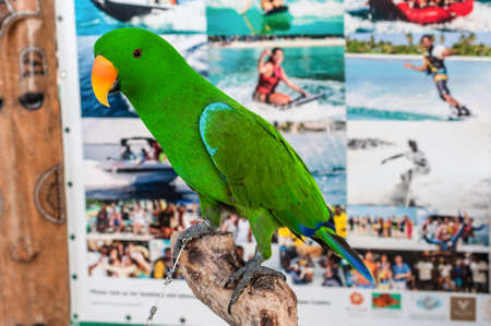 Maafushi Island, Maldives - November 17, 2017: Green parrot are sitting on the timber along with the leg interlock chain on the background of water sports photos in Maafushi Island, Maldives.のeditorial素材