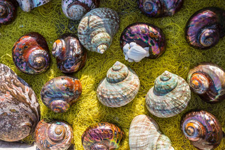 Seashell background, lots of different seashells piled together for sale in Crete. These seashells are native to the Mediterranean and Aegean seas.の写真素材