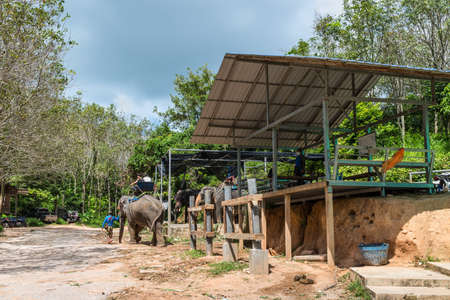 Phuket, Thailand - November 29, 2019: View of the Elephant Camp and Elephant trekking through jungle in Phuket, Thailand. Elephants are waiting under the awnings of tourists who wish to ride.のeditorial素材