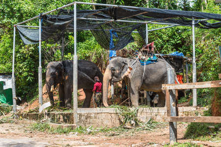Phuket, Thailand - November 29, 2019: View of the Elephant Camp in Phuket, Thailand. The worker washes the elephant.のeditorial素材