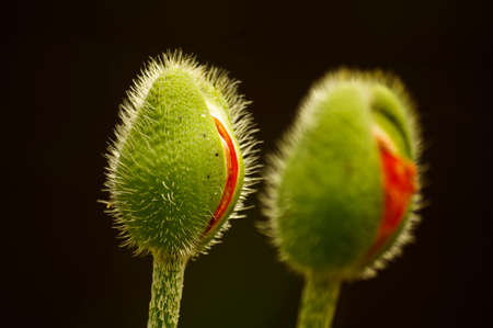 two poppy headsの写真素材