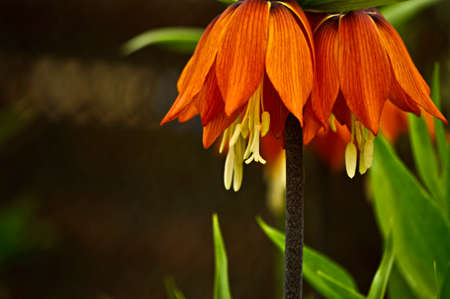 Fritillaria royalの写真素材