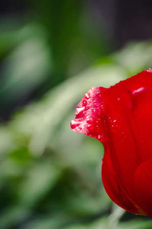 red tulipの写真素材