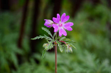 lonely little flowerの写真素材
