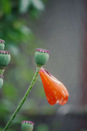 Petals on a poppyの写真素材