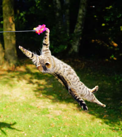 Beautiful cat in a jump for a toy on a green backgroundの写真素材
