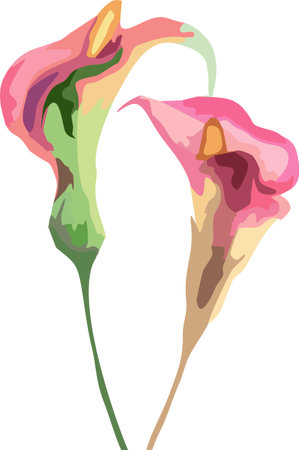 calla lily flowers vector illustrationのイラスト素材