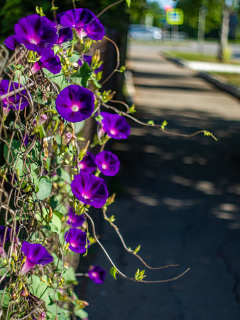 Web of flowers