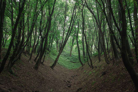 green parkの写真素材