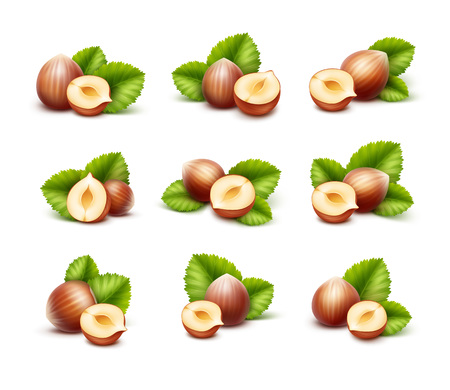 Vector Set of Full and Half Peeled Unpeeled Realistic Hazelnuts with Leaves Close up Isolated on White Backgroundのイラスト素材