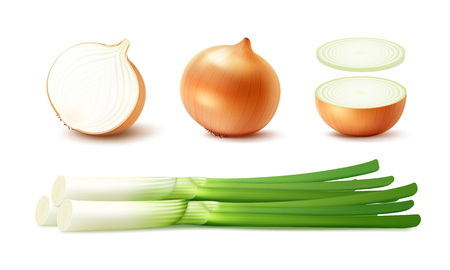 Vector Set of Fresh Whole and Sliced Yellow Onion Bulbs with Green Onions Close up Isolated on White Backgroundのイラスト素材