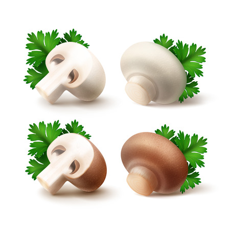 Vector Set of Fresh Whole and Sliced Half White Brown Portabello Agaricus  Champignons Mushrooms with Green Parsley Leaves Close up Isolated on White Backgroundのイラスト素材