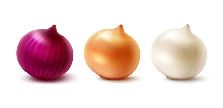 Vector Set of Fresh Whole Yellow Red White Onion Bulbs Close up Isolated on White Backgroundのイラスト素材